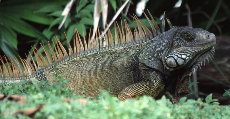 Iguana verde conosciuta anche come iguana americana