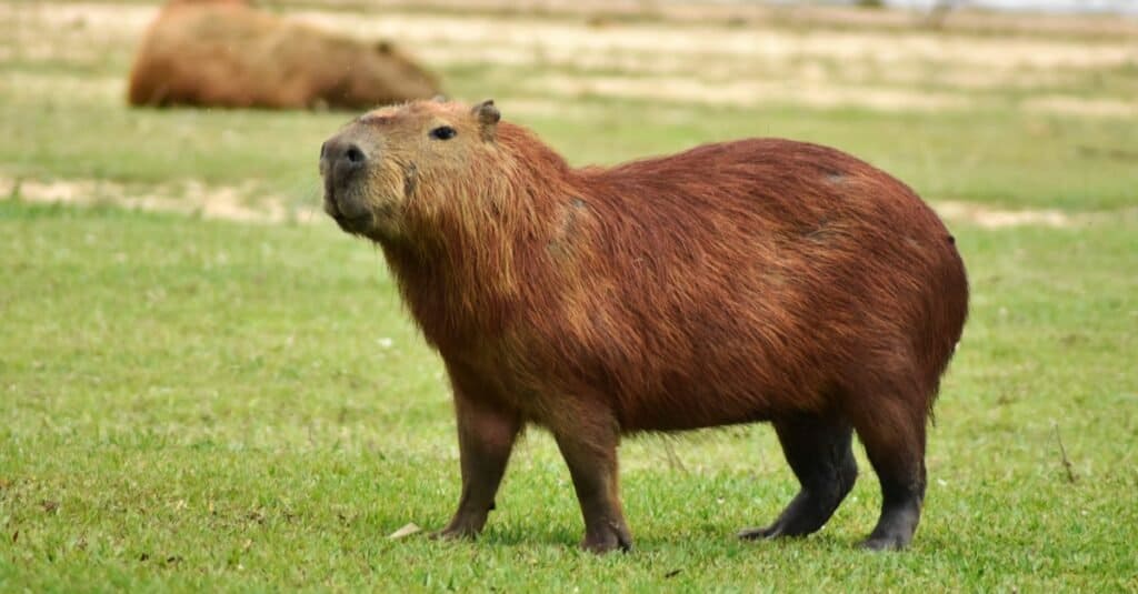 Il roditore vivente più grande del mondo: il capibara (Hydrochoerus hydrochaeris)