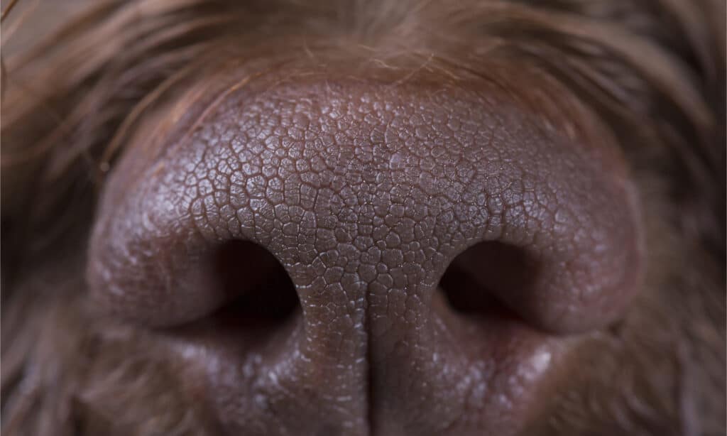 Primo piano del naso di un cane marrone