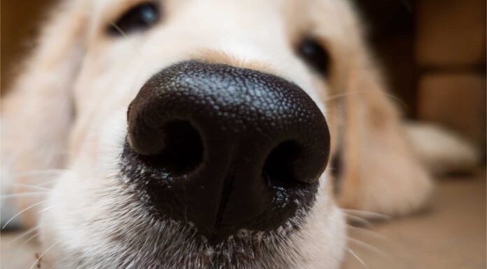  Perché i nasi dei cani sono bagnati?  I motivi sorprendenti
