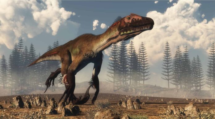 Utahraptor vs Velociraptor: chi vincerebbe in un combattimento?
