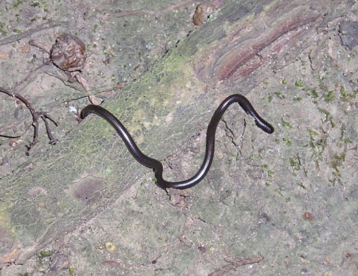 Serpente di Peters (Leptotyphlops scutifrons)