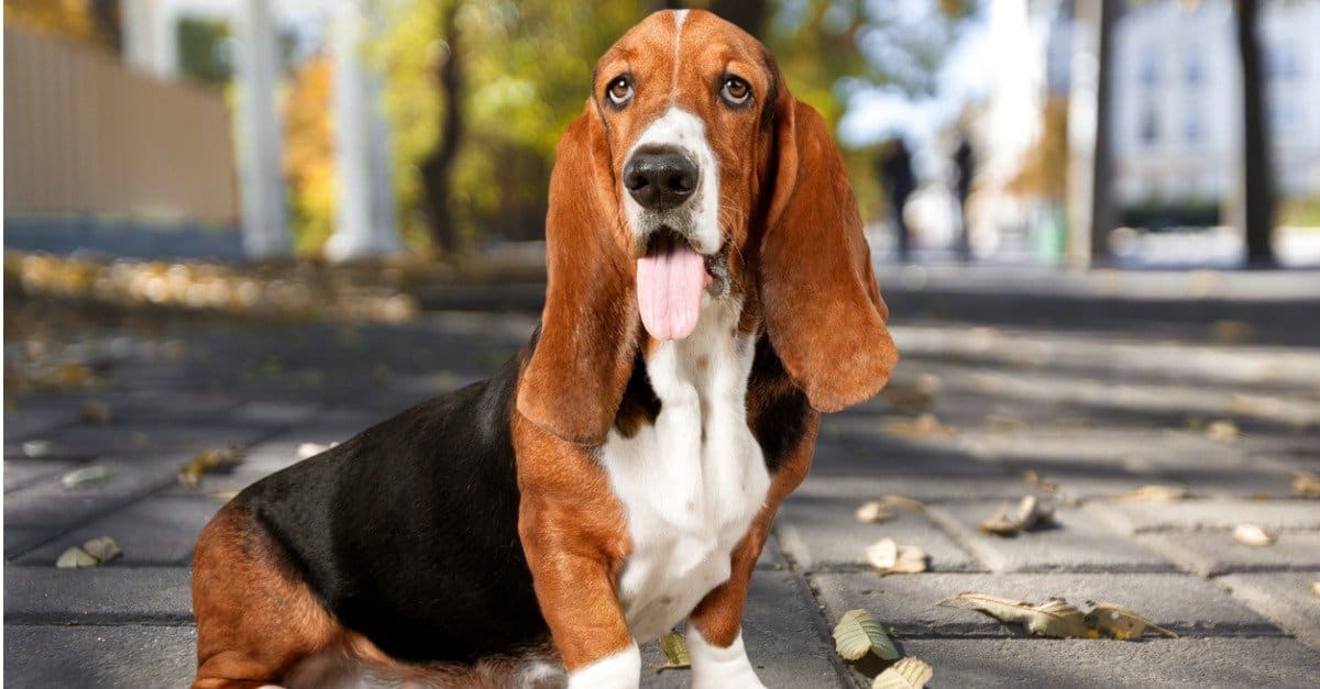 Basset Hound vs Bloodhound qual è la differenza?