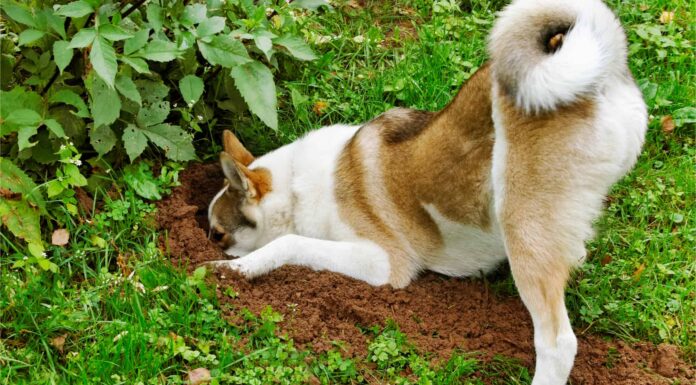  Perché i cani scavano buche costantemente?  Puoi fermarli?
