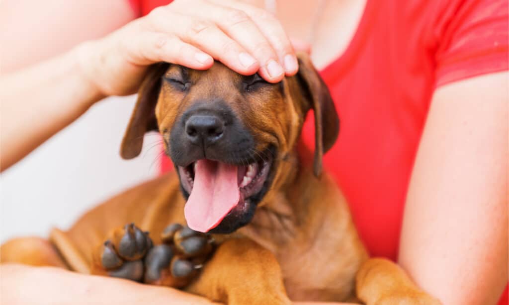 la donna tiene in mano un cucciolo di Rhodesian Ridgeback e lo accarezza