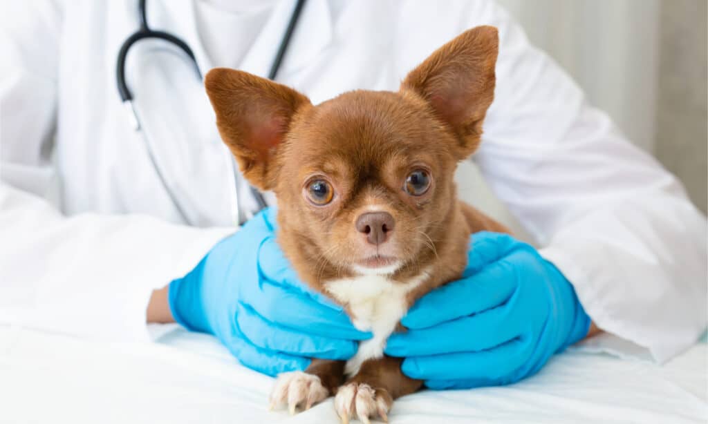 Un chihuahua marrone esaminato da un veterinario