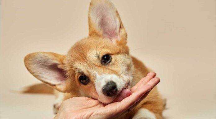I 6 motivi per cui i cani ti leccano così tanto le mani
