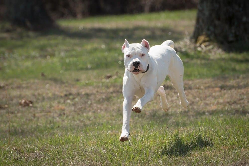 Dogo Argentino contro Pitbull