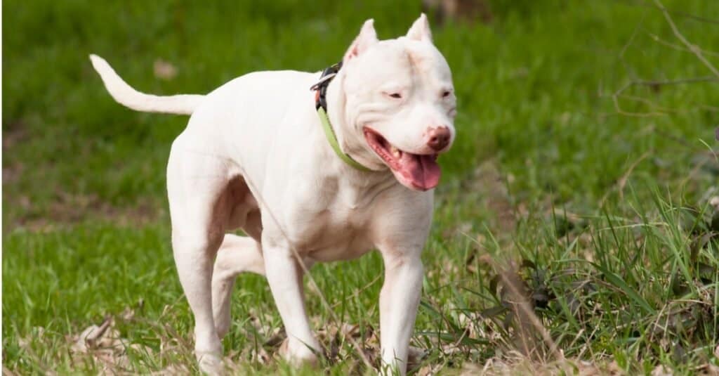 Un grande Dogo Argentino bianco in piedi sull'erba.