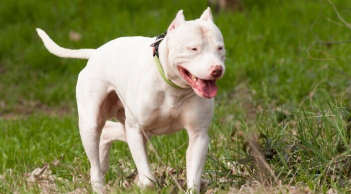 Dogo Argentino vs American Bulldog