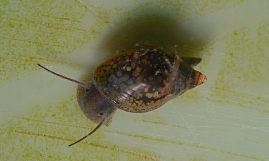 Lumaca della vescica (Physella acuta)