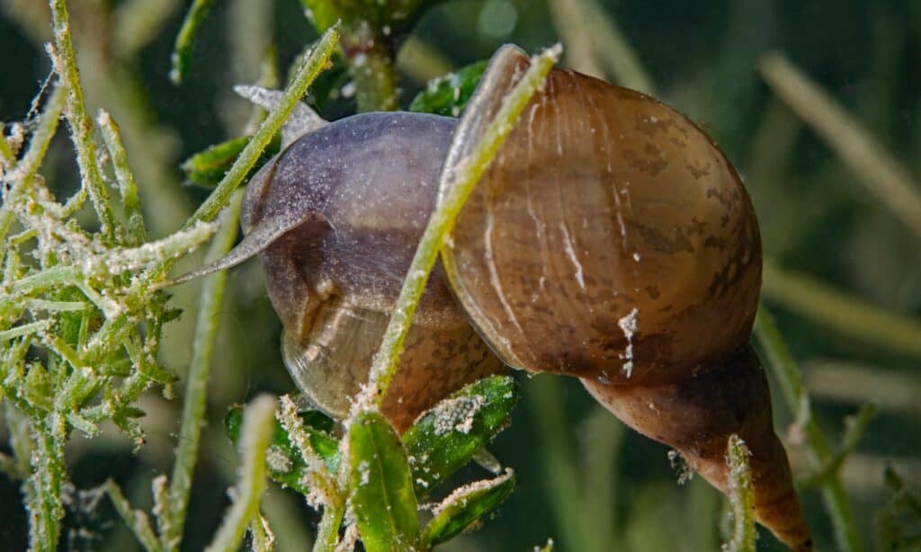 Lumaca di stagno (Lymnaea stagnalis)