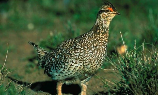 Brown Quail (Coturnix ypsilophorus), Tiritiri Matangi Island, New Zealand