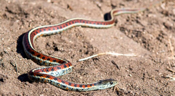 Serpenti Giarrettiera In Kansas
