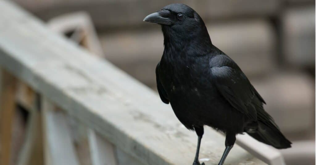 corvo appollaiato sul ponte di legno