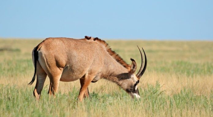 Antilopi vs gazzelle: quali sono le differenze?

