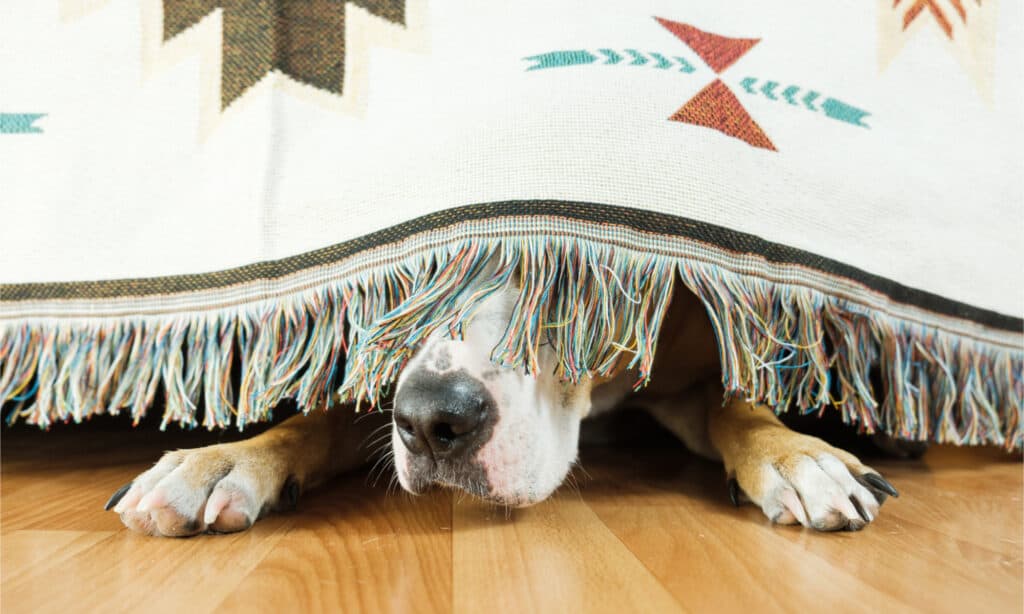 Un cane spaventato sporge il naso da sotto il letto