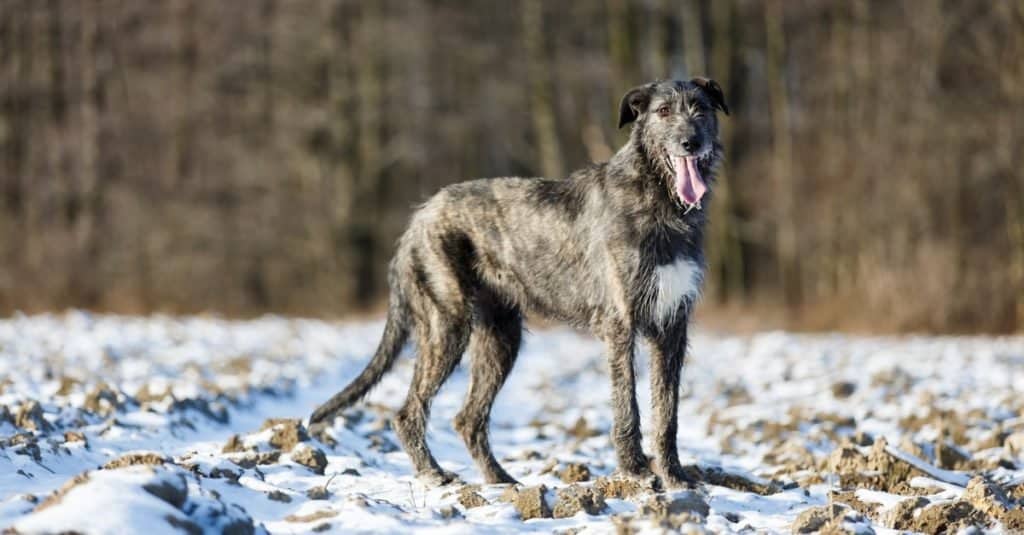 Le razze di cani più grandi: irlandesi Wolfhound