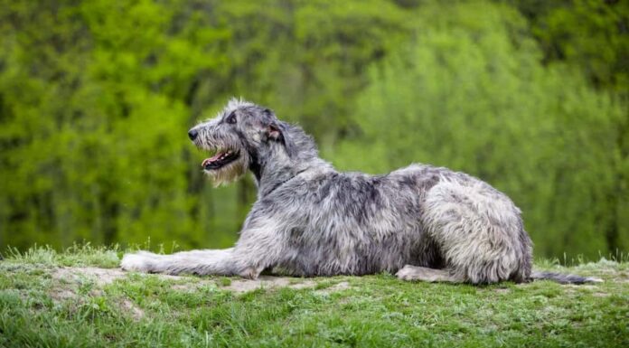 Gli Irish Wolfhound perdono il pelo?
