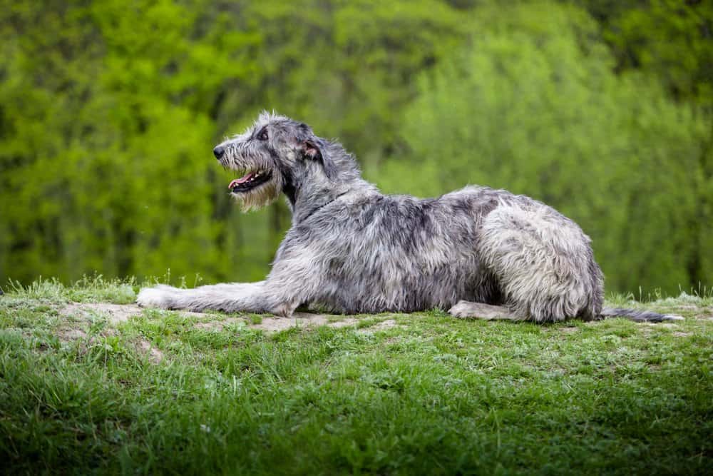 Wolfhound irlandese (Canis familiaris) - levrieri irlandesi sul registro