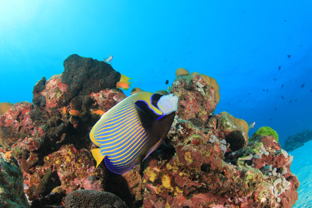Il pesce angelo imperatore mangia alghe e spugne che si trovano intorno alle barriere coralline