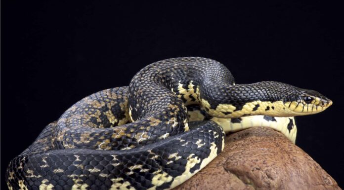 Closeup of a western hognose snake, Heteroden nasicus, on old wood of a tree. The snake has a brown or tan body with 35 to 40 darker splotches as camouflage.