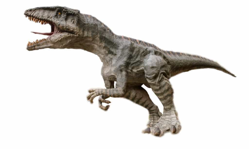Giganotosauro contro Spinosauro