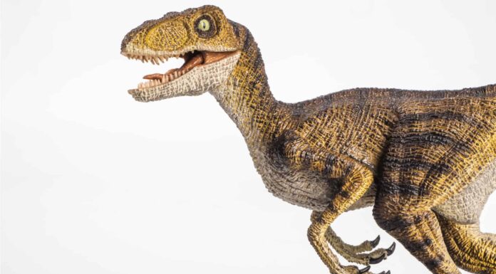 Velociraptor vs Giganotosaurus: chi vincerebbe in un combattimento?
