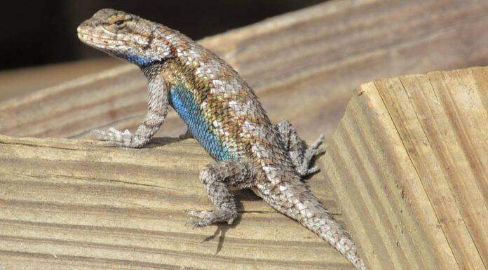 eastern fence lizard sitting on wood