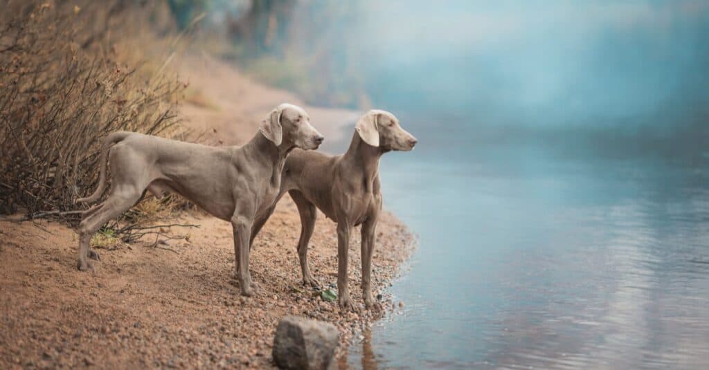 Due cani Weimaraner in piedi presso il fiume.