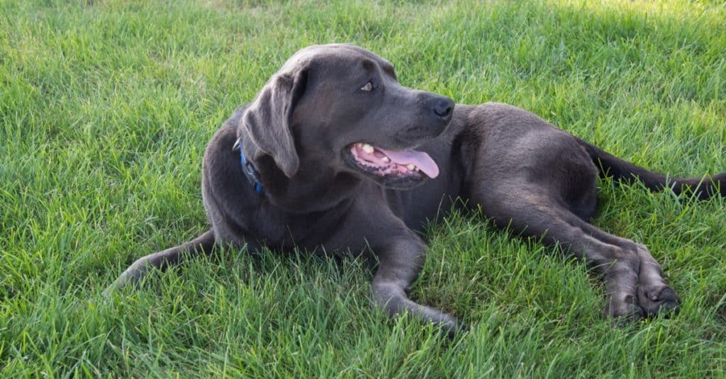 Laboratorio d'argento contro Weimaraner