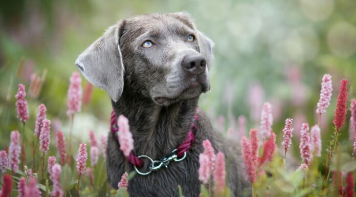 Silver Lab vs Weimaraner: 5 differenze chiave
