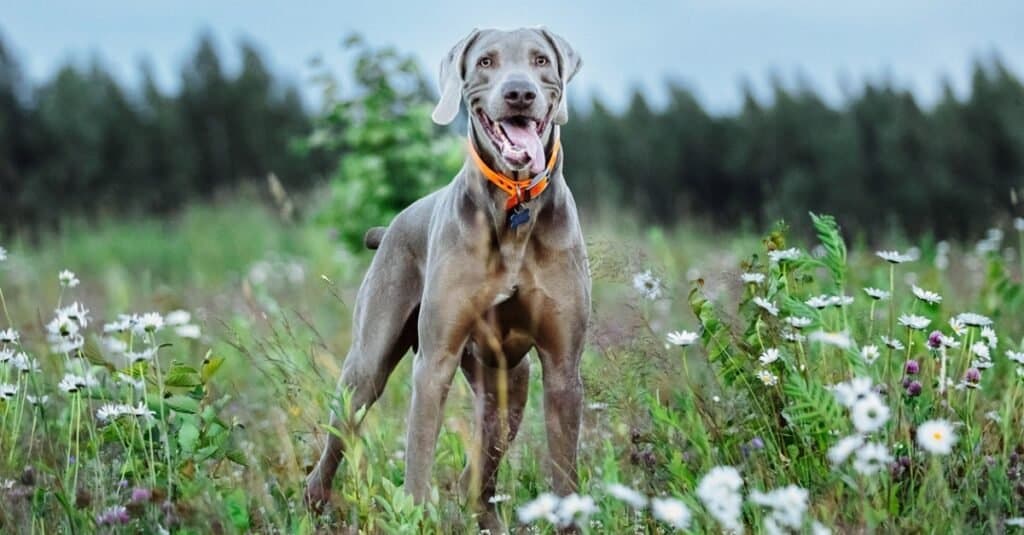 Felice e divertente cane Weimaraner grigio con collare arancione in piedi con gioia.