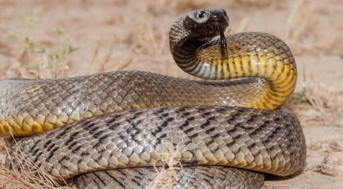 I 10 serpenti più velenosi al mondo
