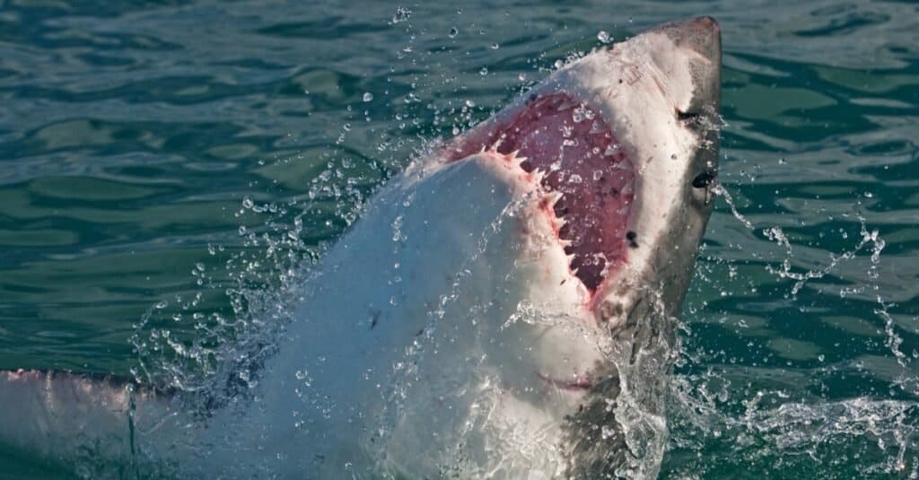 L'animale più mortale del mondo: gli squali