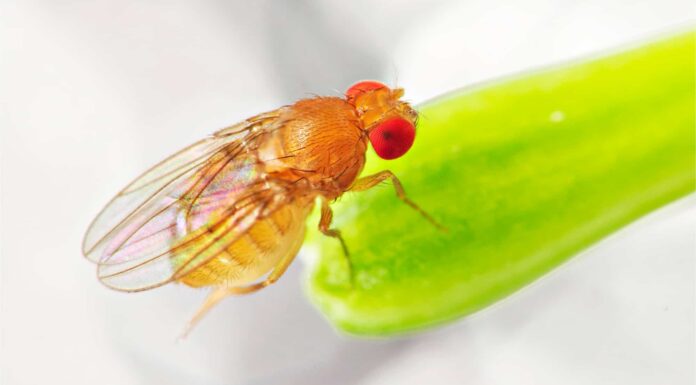 Come sbarazzarsi dei moscerini della frutta con il perossido di idrogeno
