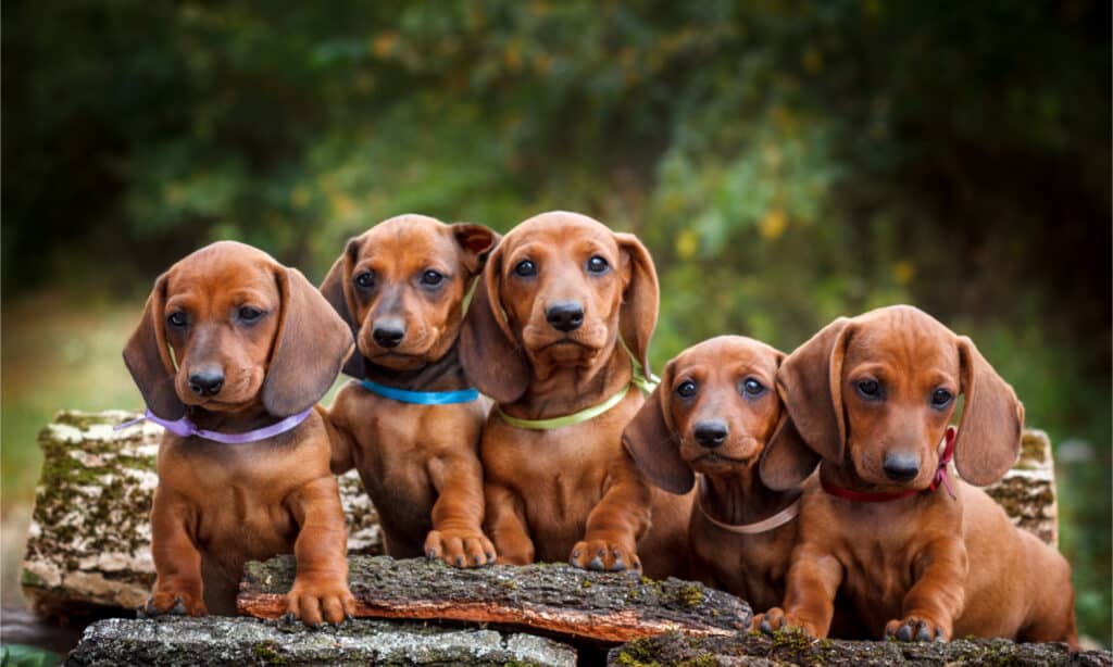 5 cuccioli di bassotto su un tronco