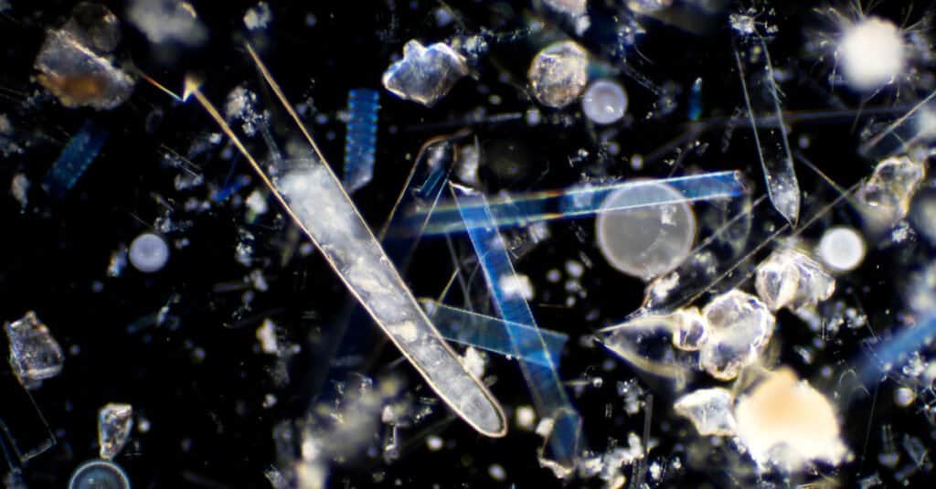 Cosa mangia il plancton - Vista microscopica