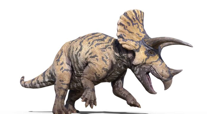 Triceratopo vs Stegosauro: chi vincerebbe in un combattimento?
