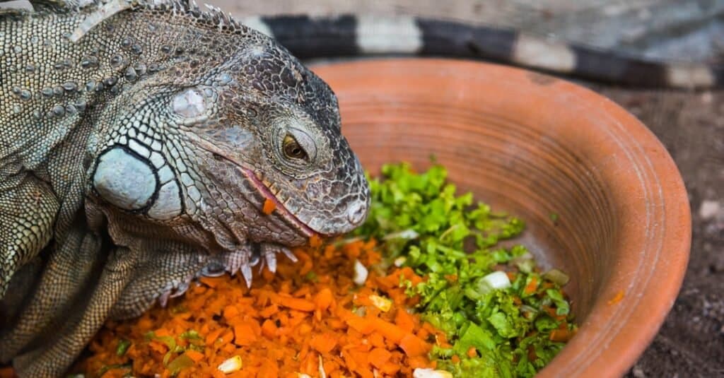 iguana-verde-mangia-verdure