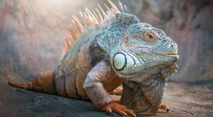 Drago barbuto vs iguana: 5 differenze chiave
