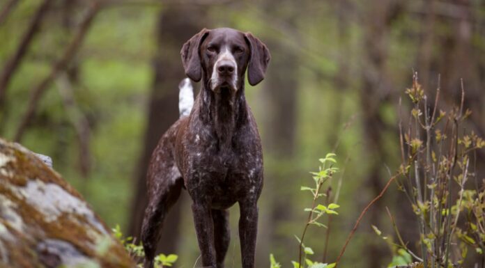 English Pointer vs German Shorthaired Pointer