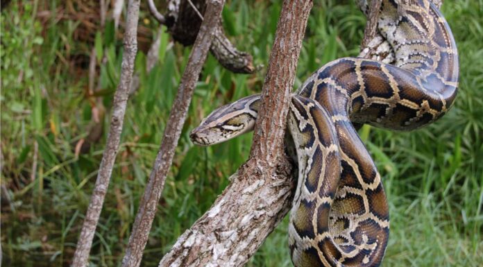 I più grandi serpenti della Florida (uno raggiunge i 19 piedi!)
