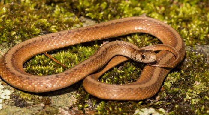 I 10 serpenti più piccoli della Florida
