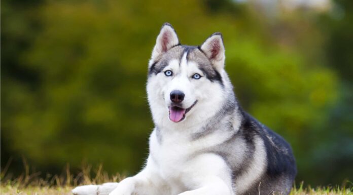 Siberian Husky vs Golden Retriever: spiegate le principali differenze
