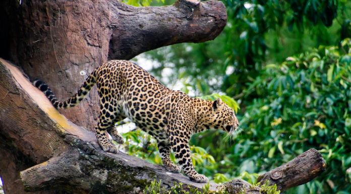 Leopardo di Giava
