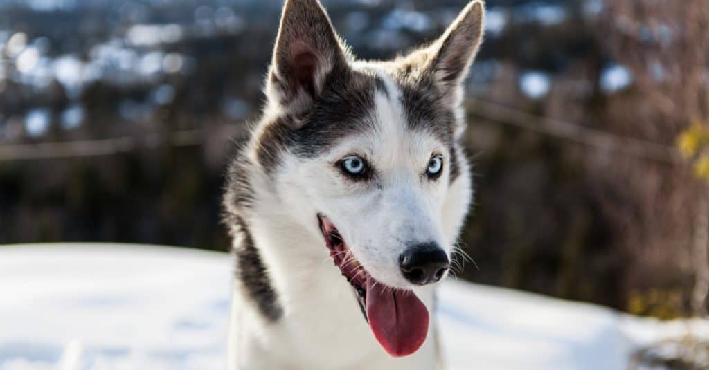 Un husky dell'Alaska si gode l'inverno in cima a una montagna.