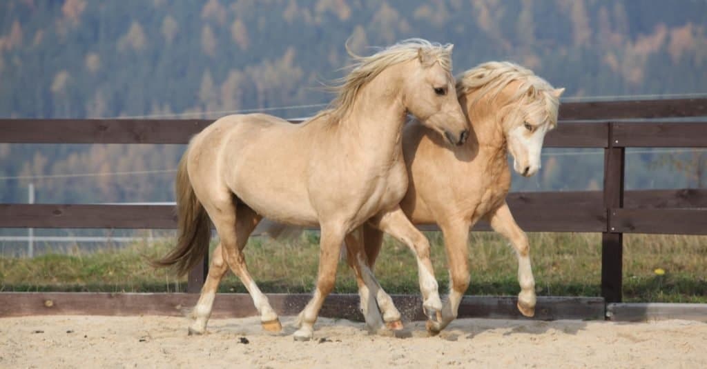 Quanto vivono i cavalli: Pony gallese e Cob