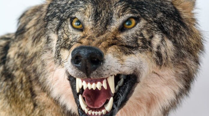 Incontra il lupo più letale del mondo che sia mai esistito (uccisi 11 bambini)
