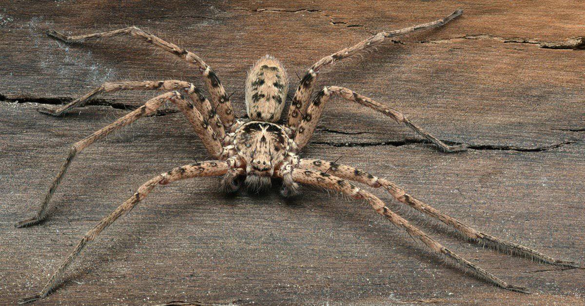 Huntsman Spider vs Wolf Spider: quali sono le 6 differenze chiave?